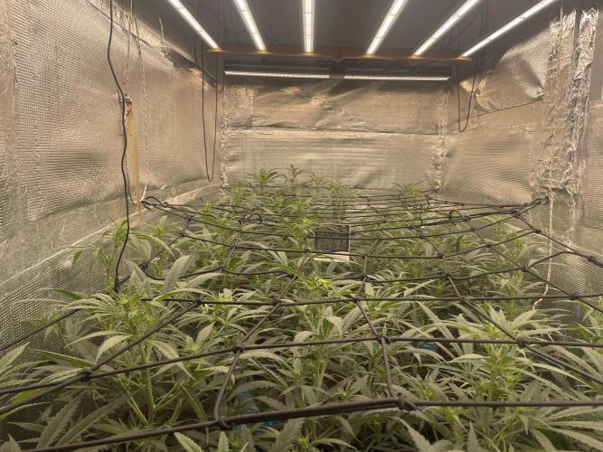 zamnesia. Week 5 - La humedad con el armario cerrado 52%
Las plantas 