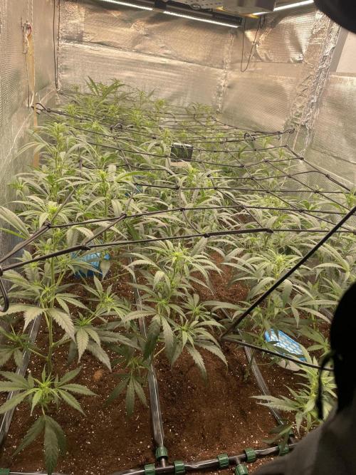 zamnesia. Week 5 - Día 14
Aquí una vista de la cama