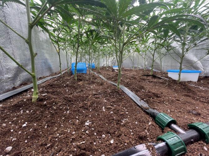 zamnesia. Week 5 - Día 15
Queda prohibido ya el paso a la cama de cultivo
