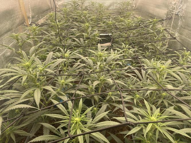 zamnesia. Week 5 - Día 18 
En los anteriores vídeos,falló la calidad.