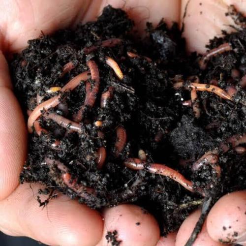 zamnesia. Week 6 - Dia 20
Añadiendo lombriz roja 