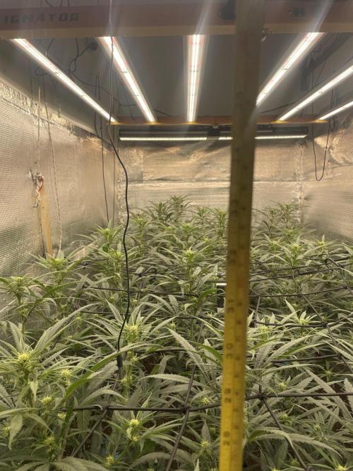 zamnesia. Week 6 - Dia 21
El final está en 80centimetros 