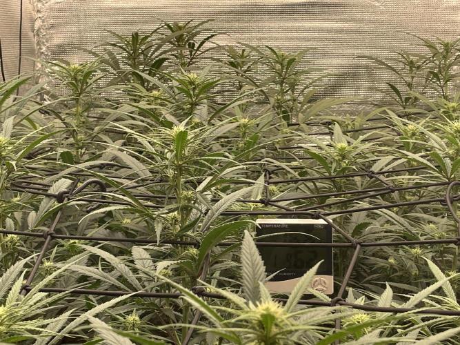 zamnesia. Week 6 - Día 21
Después de un gran regado 60%humedad