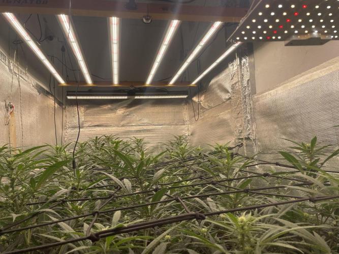 zamnesia. Week 6 - Día 21
Todo a tope de potencia.