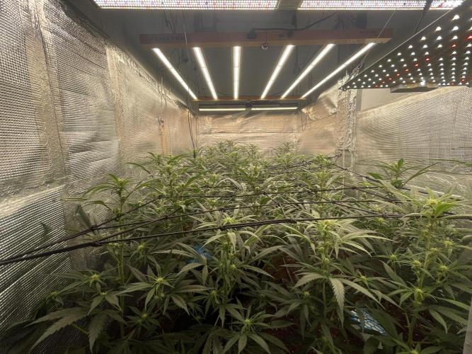 amnesia haze selección. Week 6 - Día 22
