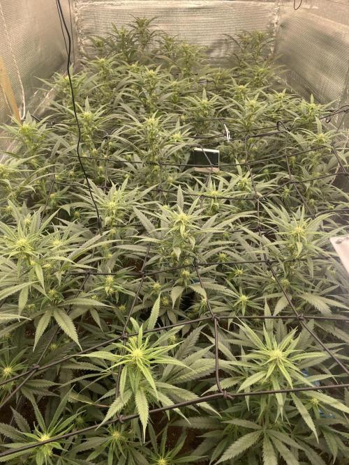 amnesia haze selección. Week 6 - Día 24
🌴