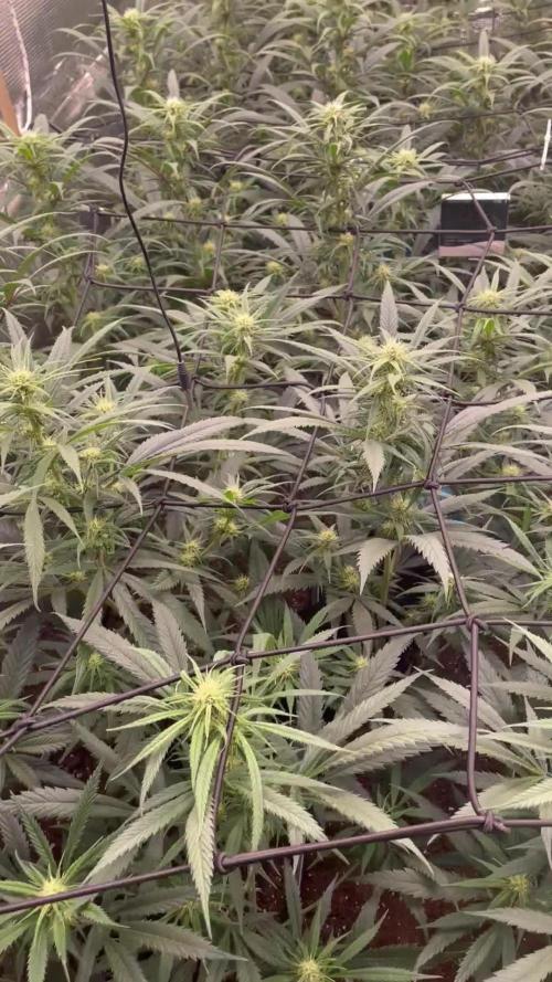 amnesia haze selección