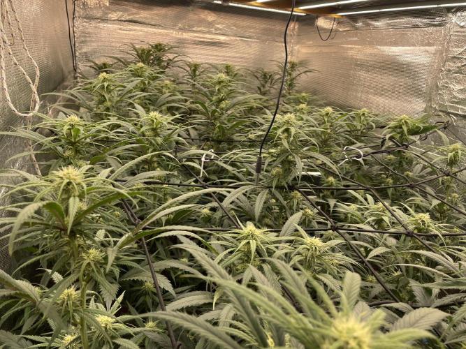 amnesia haze selección. Week 7 - Día 27
Así terminan la 4 semana de floración 