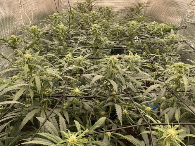 amnesia haze selección. Week 7 - Día 27
Fin de la cuarta semana 