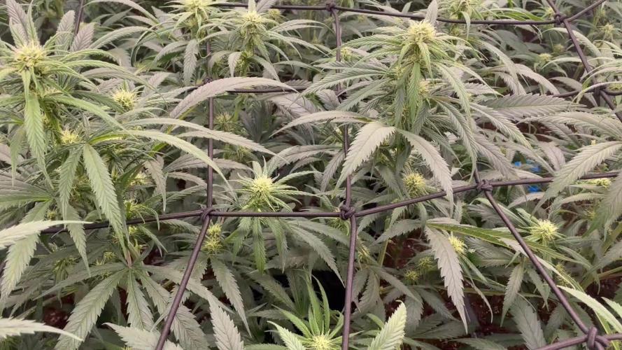 amnesia haze selección