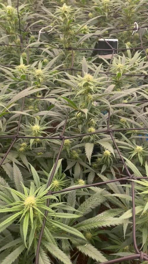 amnesia haze selección