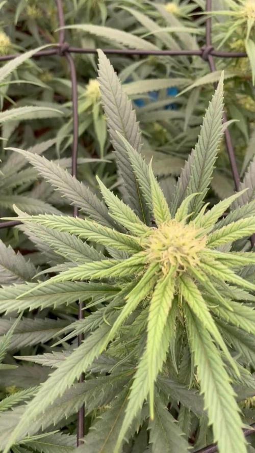 amnesia haze selección