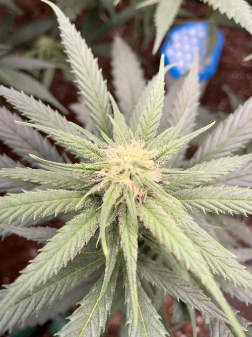 amnesia haze selección. Week 7 - Día 29
Flush