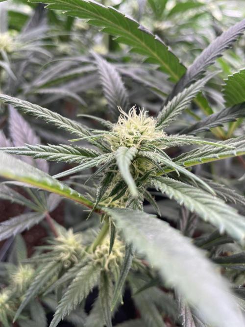 amnesia haze selección. Week 7 - Día 29
Verde 