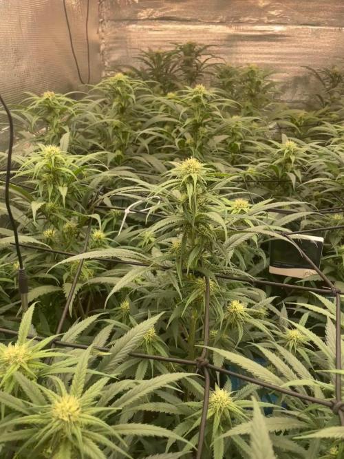 amnesia haze selección