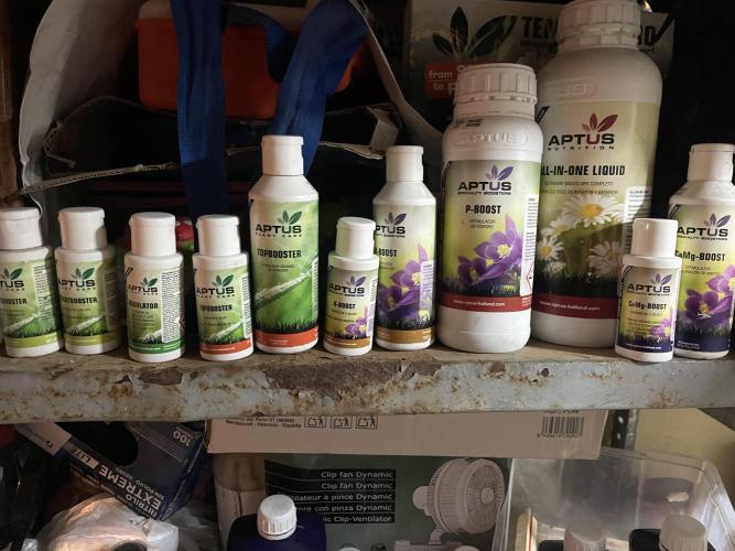 amnesia haze selección. Week 7 - Día 30