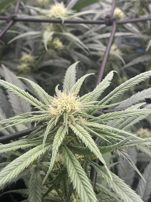 amnesia haze selección. Week 7 - Día 31