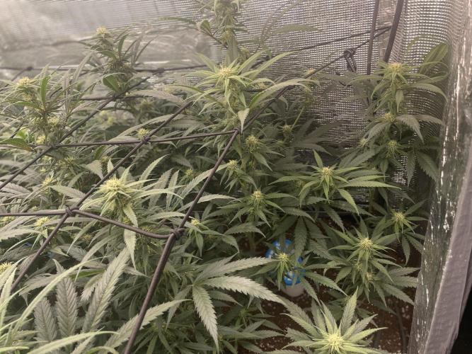 amnesia haze selección. Week 7 - Día 31