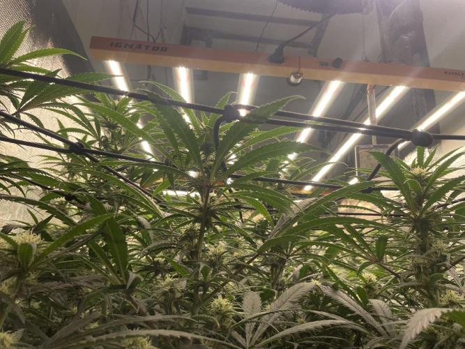 amnesia haze selección. Week 7 - Día 1