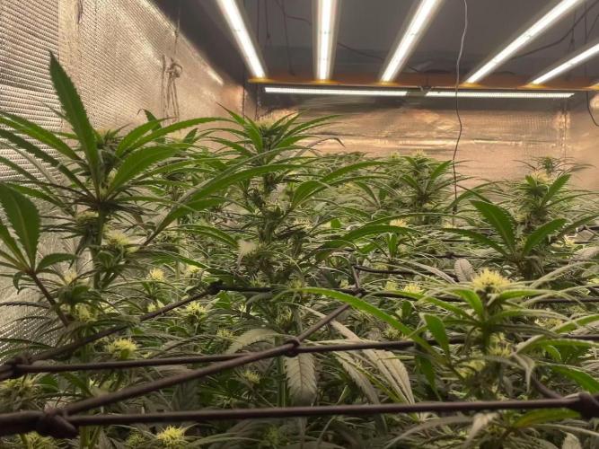 amnesia haze selección