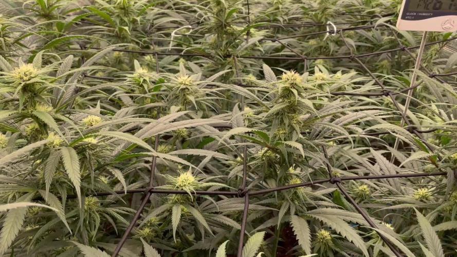 amnesia haze selección