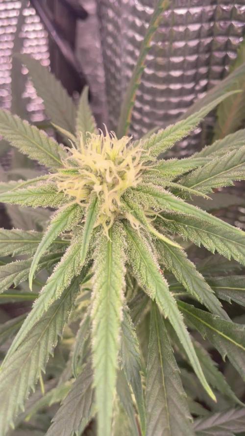 amnesia haze selección