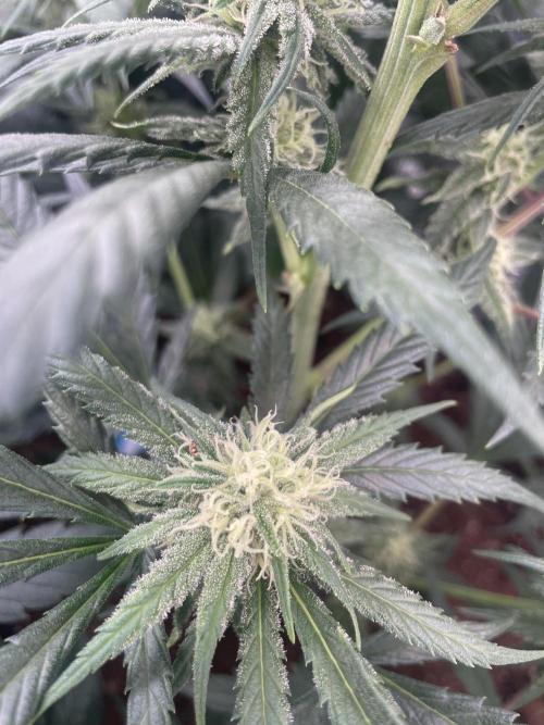 amnesia haze selección. Week 8 - Día 3
Semana 5 final