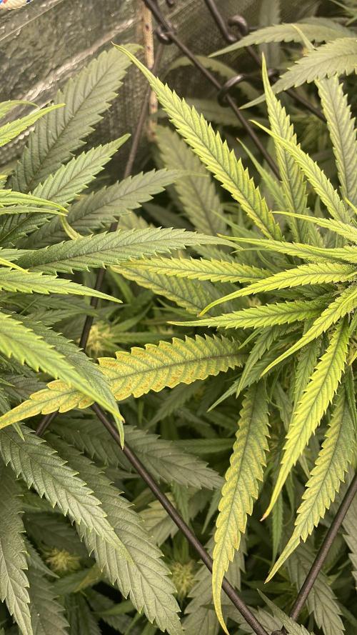 amnesia haze selección. Week 8 - Parece una deficiencia de magnesio