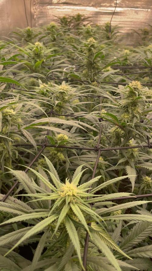 amnesia haze selección