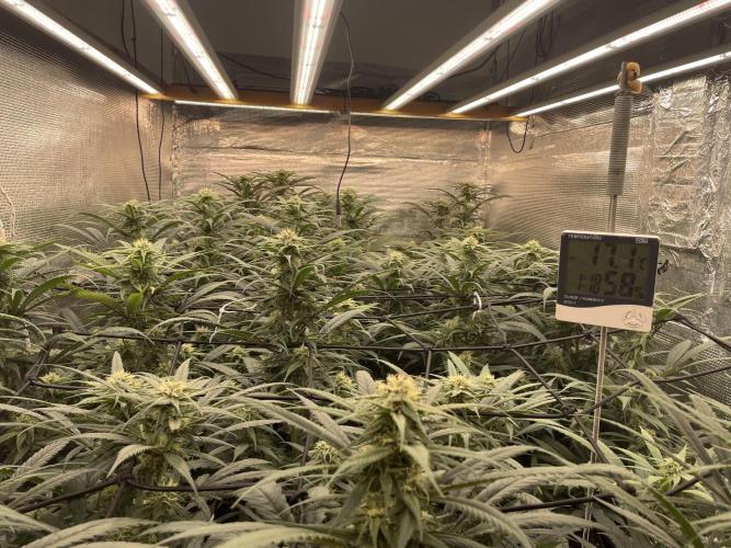 amnesia haze selección. Week 8 - Día 6
