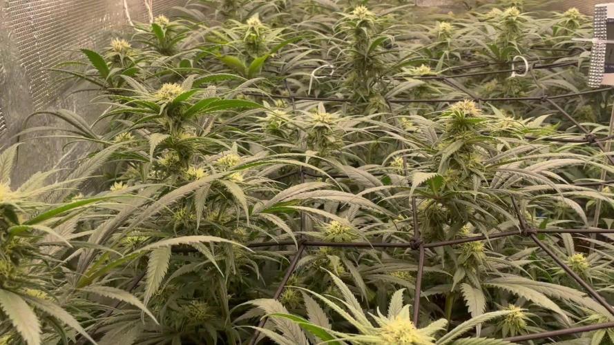 amnesia haze selección