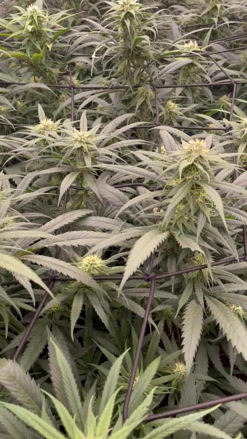 amnesia haze selección