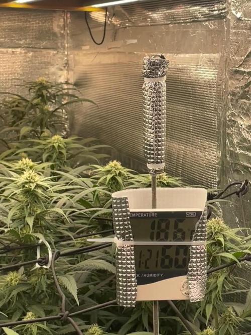 amnesia haze selección