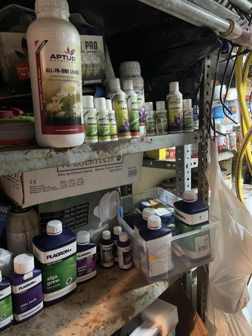 amnesia haze selección. Week 8 - 🏴‍☠️