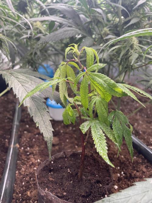 Banana#17 canijo. Week 1 - 🌴 viene muy estresada.