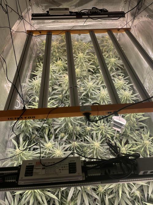 amnesia haze selección. Week 8 - Día 8