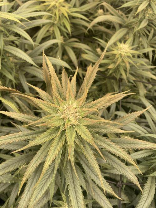 amnesia haze selección. Week 8 - Día 10
Último día de la 6/8,5
Quemadura por led 