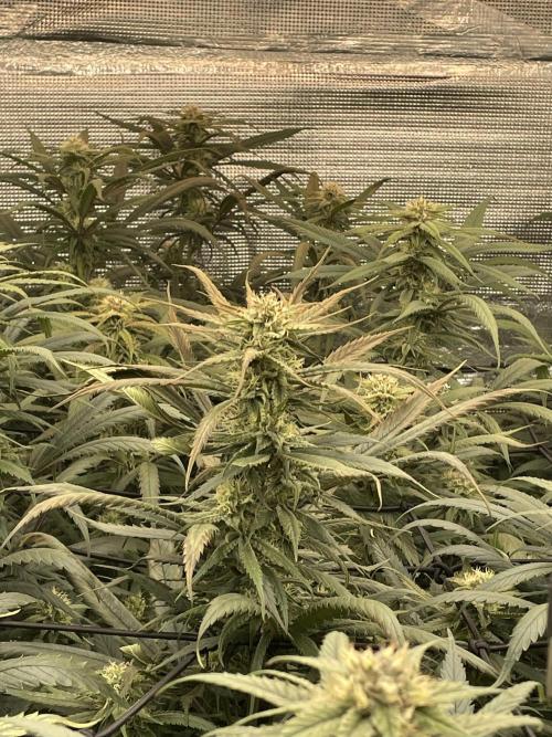 amnesia haze selección. Week 8 - Día 10
Quemadura de led 