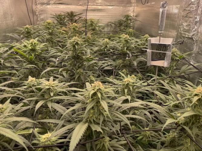 amnesia haze selección