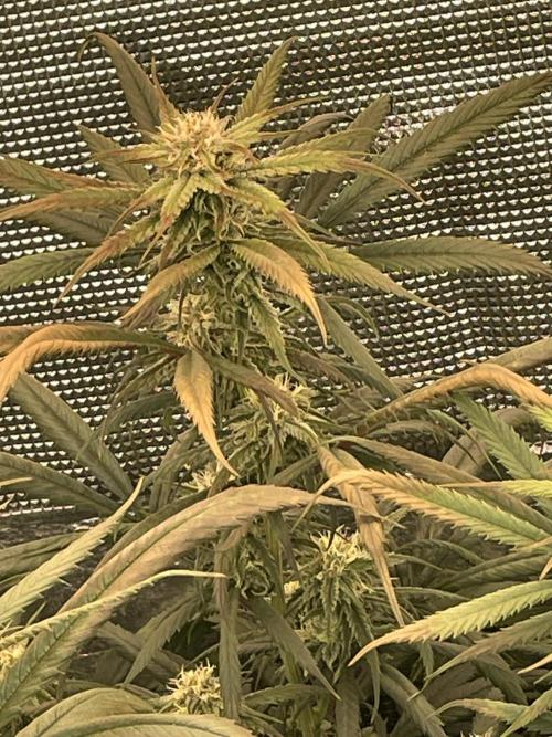 amnesia haze selección. Week 9