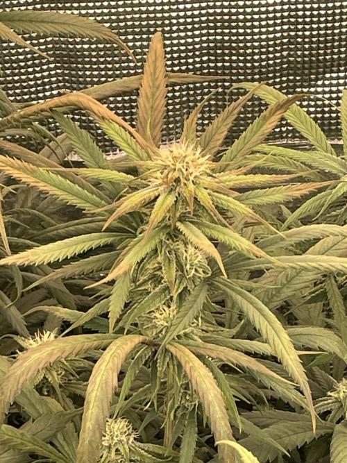 amnesia haze selección. Week 9