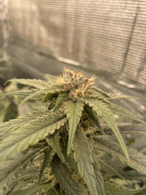 amnesia haze selección. Week 9