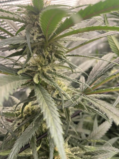 amnesia haze selección. Week 9