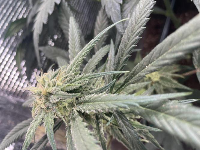 amnesia haze selección. Week 9