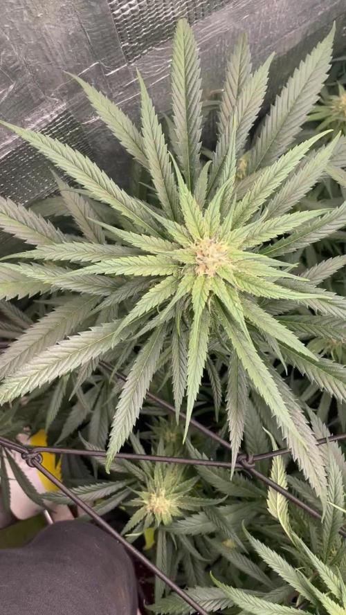 amnesia haze selección