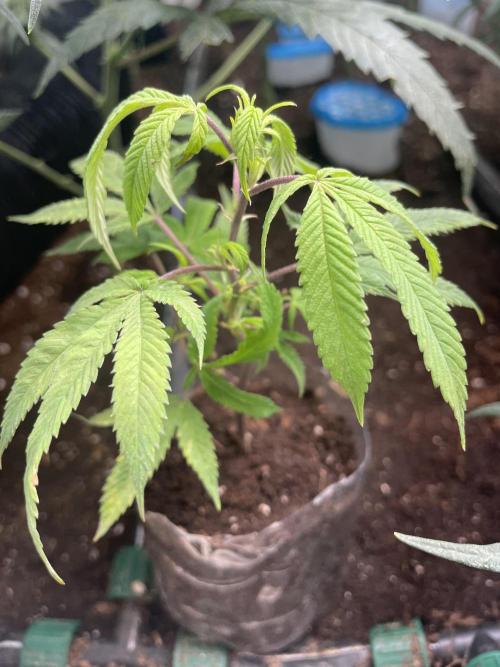 Banana#17 canijo. Week 1