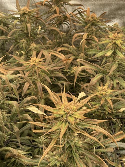 amnesia haze selección. Week 9