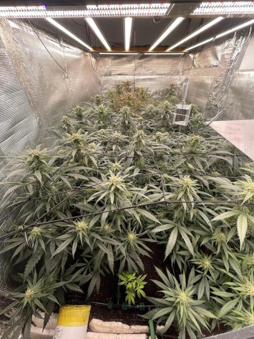 amnesia haze selección. Week 9