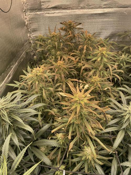 amnesia haze selección. Week 9