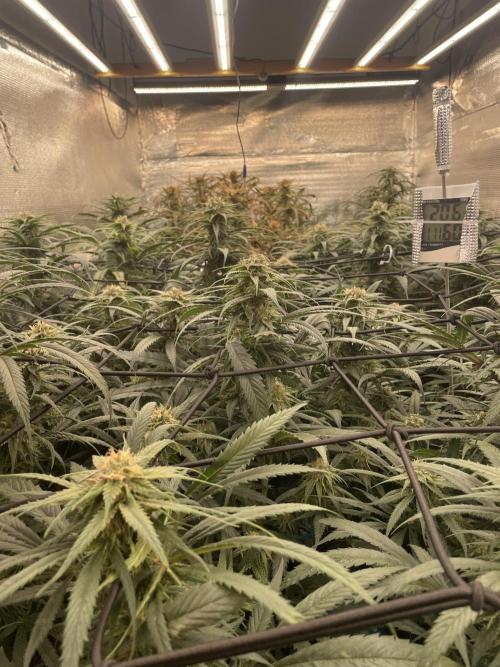 amnesia haze selección. Week 9